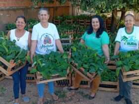 Mulheres receberam mudas da Seaf e contam com apoio técnico da Empaer no cultivo  - Foto por: Arquivo pessoal