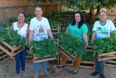 Mulheres receberam mudas da Seaf e contam com apoio técnico da Empaer no cultivo  - Foto por: Arquivo pessoal