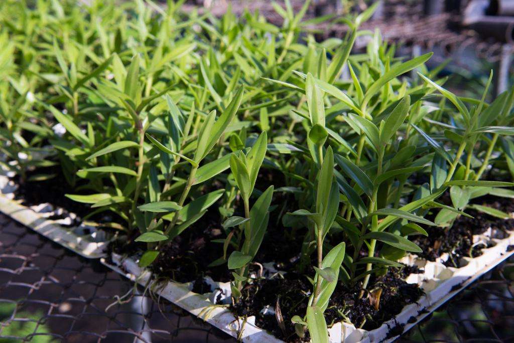 governo de mt apoia mulheres do campo com 15 mil mudas de banana e kits para cultivo irrigado da fruta interna 1 2024 06 21 324786703