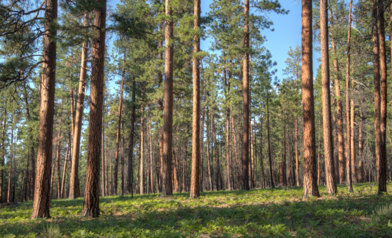 Governo Federal sanciona Lei que exclui a silvicultura do rol de atividades poluidoras