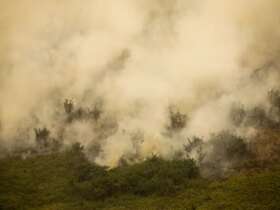 Porto Jofre (MT) 17/11/2023 – Incêndio florestal que atige o Pantanal. Foto: Joédson Alves/Agência Brasil