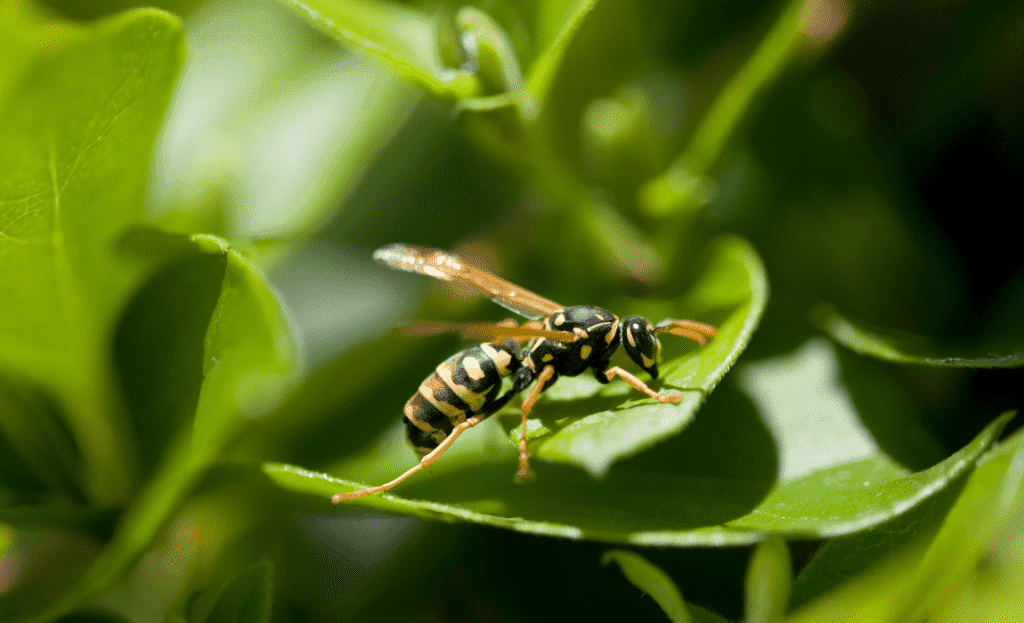 Mapa alcança 60 especificações de referência para o controle de pragas