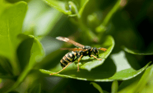Mapa alcança 60 especificações de referência para o controle de pragas