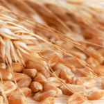 Mapa publica preços mínimos para o trigo em grãos e semente de trigo da safra 2024/2025