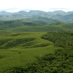 Mapa reforça compromisso com o setor florestal brasileiro na conservação do meio ambiente