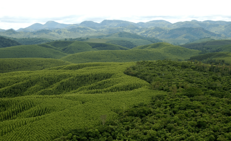 Mapa reforça compromisso com o setor florestal brasileiro na conservação do meio ambiente