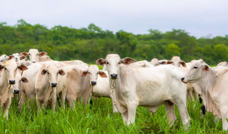 O recorde de abate em Mato Grosso destaca a importância do estado no cenário nacional da pecuária  - Foto por: Assessoria/Sedec