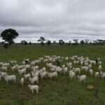 Vacinação envolve bezerras bovinas e bubalinas, entre três a oito meses de idade  - Foto por: Indea