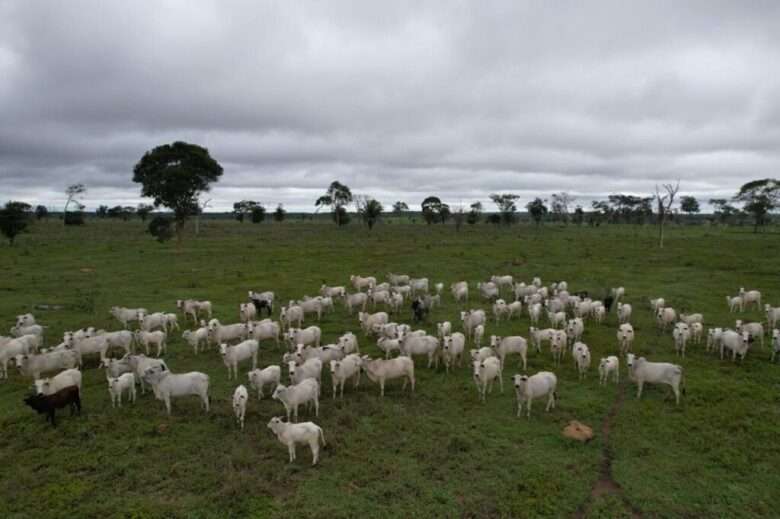 Vacinação envolve bezerras bovinas e bubalinas, entre três a oito meses de idade  - Foto por: Indea