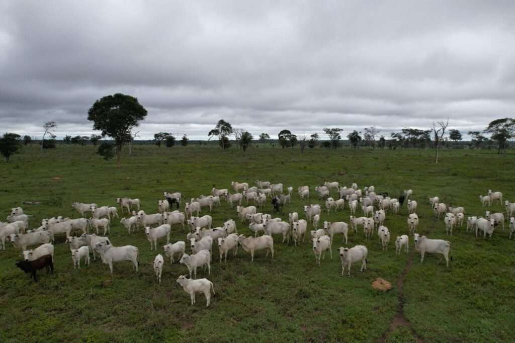 Mato Grosso prorroga prazo para vacinação contra brucelose