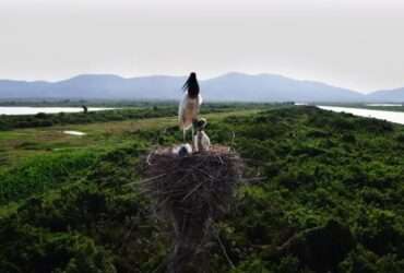 Sema cria 14 pontos de água para animais no Pantanal de Mato Grosso, mas MP investiga