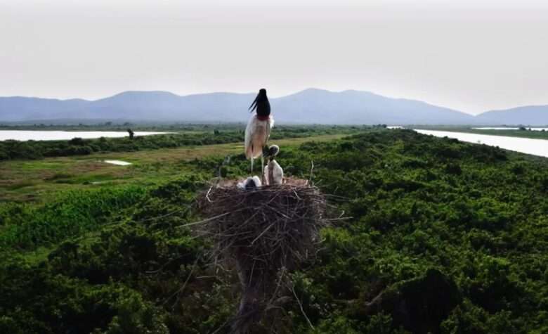 Sema cria 14 pontos de água para animais no Pantanal de Mato Grosso, mas MP investiga