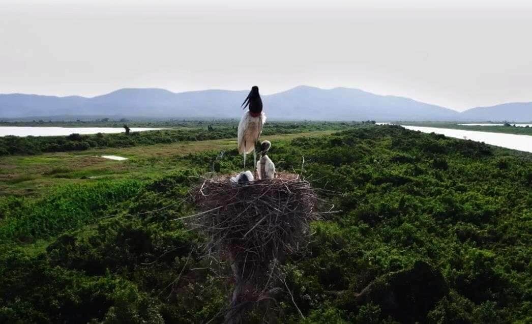Sema cria 14 pontos de água para animais no Pantanal de Mato Grosso, mas MP investiga