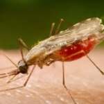 Mosquito Anopheles transmissor da malária Por: Portal Biologia/divulgação