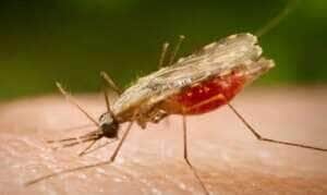 mosquito da malária