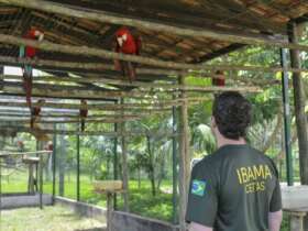 Ibama apura maus-tratos em centro de triagem de animais silvestres Por: Divulgação/Ibama