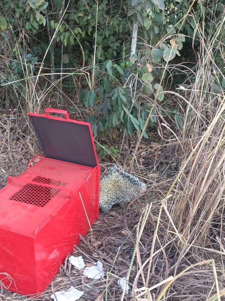 Bombeiros de Mato Grosso realizam resgate de porco-espinho em Primavera do Leste