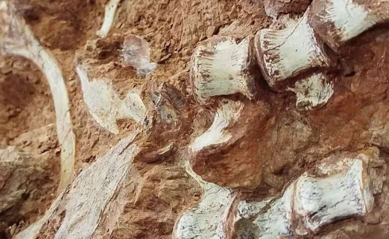 Dinossauro carnívoro de 233 milhões de anos é encontrado quase completo no Rio Grande do Sul