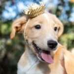 Cuiabá realiza primeiro 'arraiá de adoção' de Pets