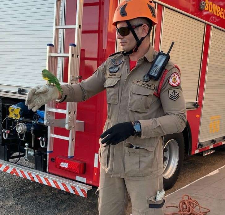 Bombeiros de Mato Grosso resgatam periquito que ficou preso em telhado de residência