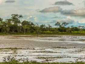 Nível do Rio Paraguai em Mato Grosso atinge recorde negativo