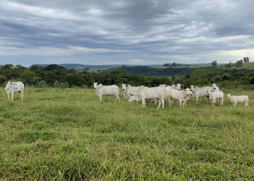 240723 ProtocoloPastagem Gisele Rosso bovinos 2