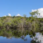 Cientistas desenvolvem tecnologia para desvendar florestas tropicaisCientistas desenvolvem tecnologia para desvendar florestas tropicais