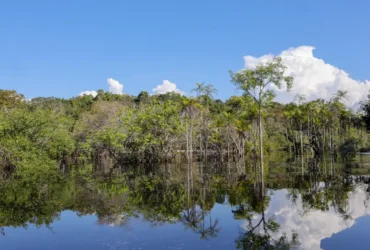 Cientistas desenvolvem tecnologia para desvendar florestas tropicaisCientistas desenvolvem tecnologia para desvendar florestas tropicais