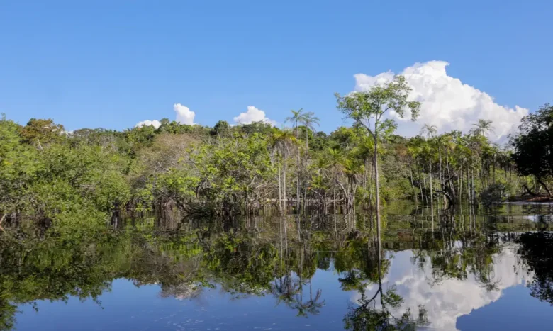 Cientistas desenvolvem tecnologia para desvendar florestas tropicaisCientistas desenvolvem tecnologia para desvendar florestas tropicais