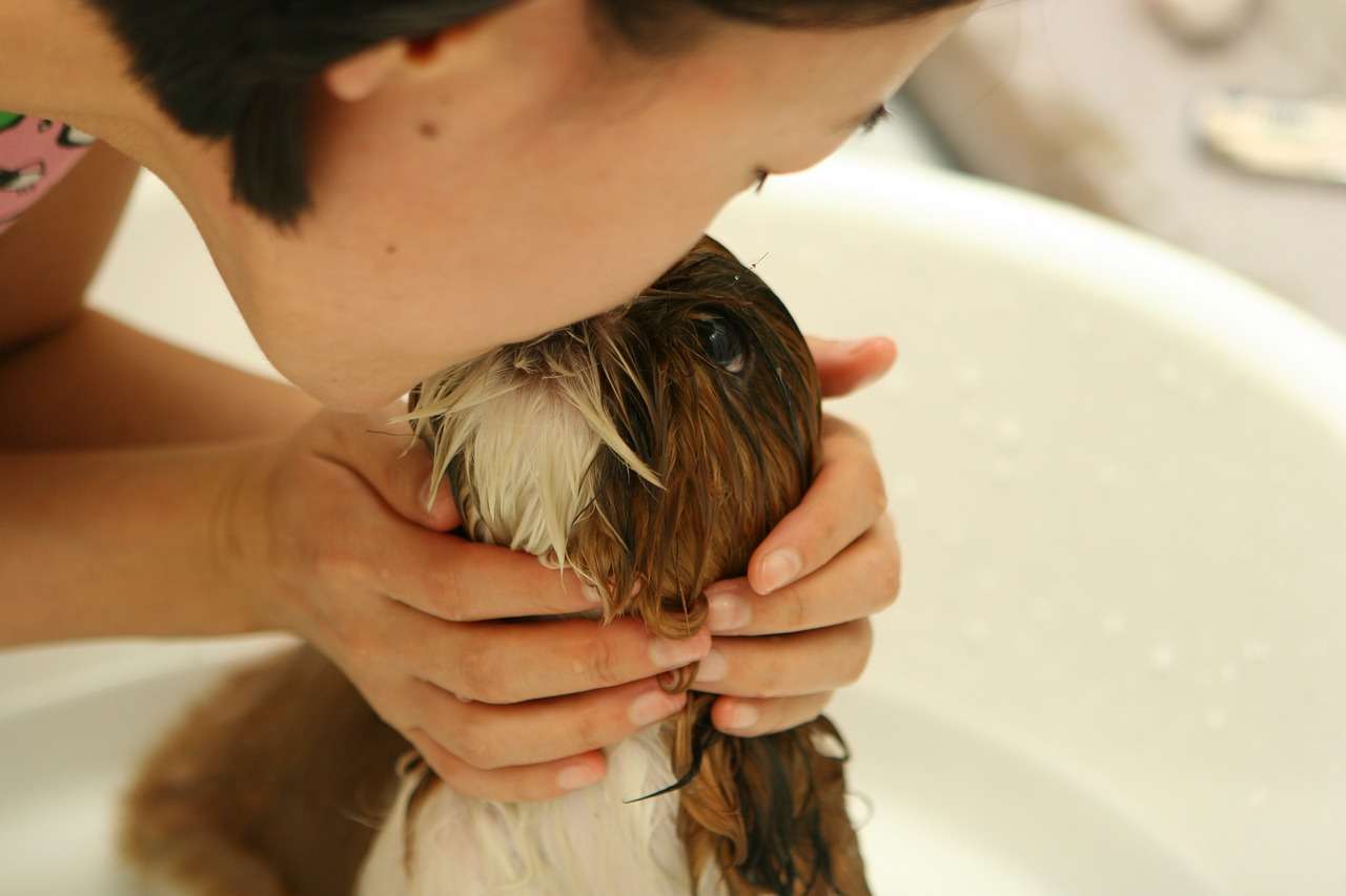 Faça do banho um momento relaxante e prazeroso para os pets