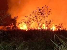 Fazendeiro é preso por incêndio florestal em Mato Grosso