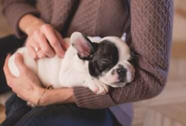 Pets e os benefícios na vida dos idosos