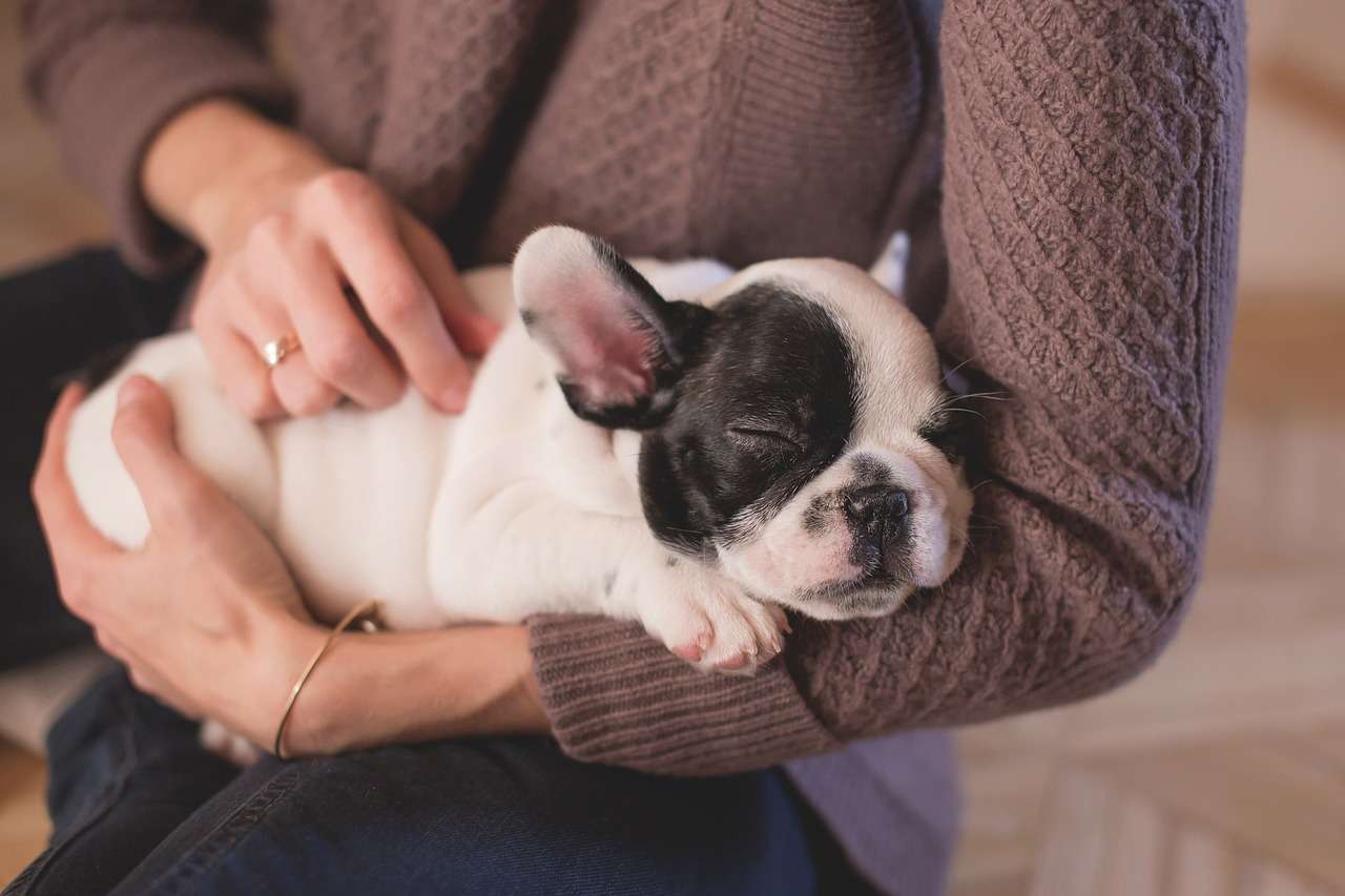 Pets e os benefícios na vida dos idosos