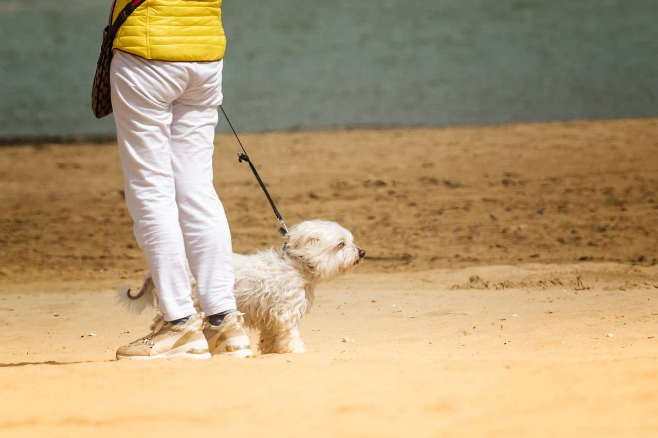 Tutor precisa ter responsabilidade nos passeios com os pets