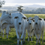 Abertura de mercado de bovinos e bubalinos para reprodução no Gabão