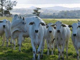 Abertura de mercado de bovinos e bubalinos para reprodução no Gabão