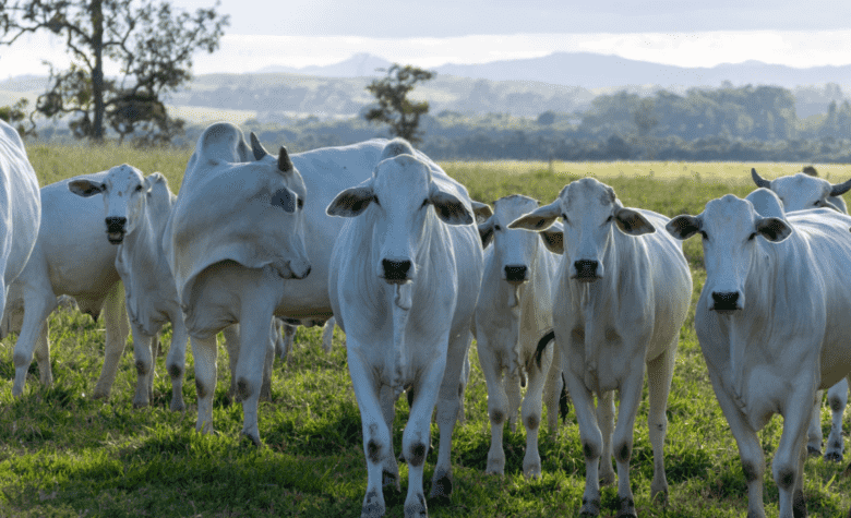 Abertura de mercado de bovinos e bubalinos para reprodução no Gabão