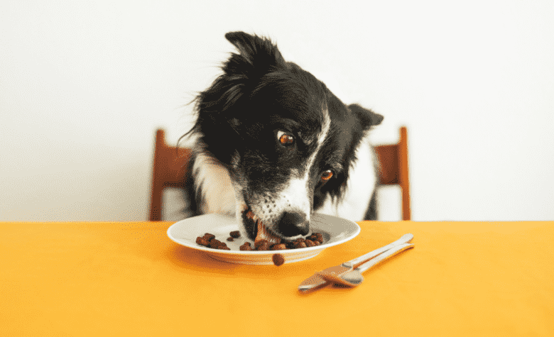 Abertura de mercado no Canadá para exportação de produtos para animais de companhia