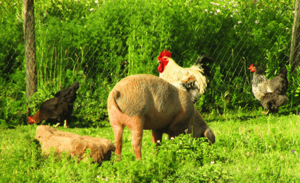 Abertura de mercado no Chile para vísceras comestíveis
