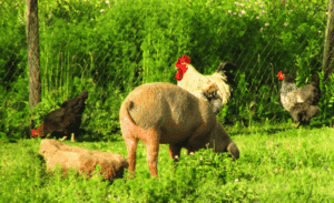 Abertura de mercado no Chile para vísceras comestíveis
