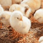 Abertura de mercado no México para material genético avícola do Brasil