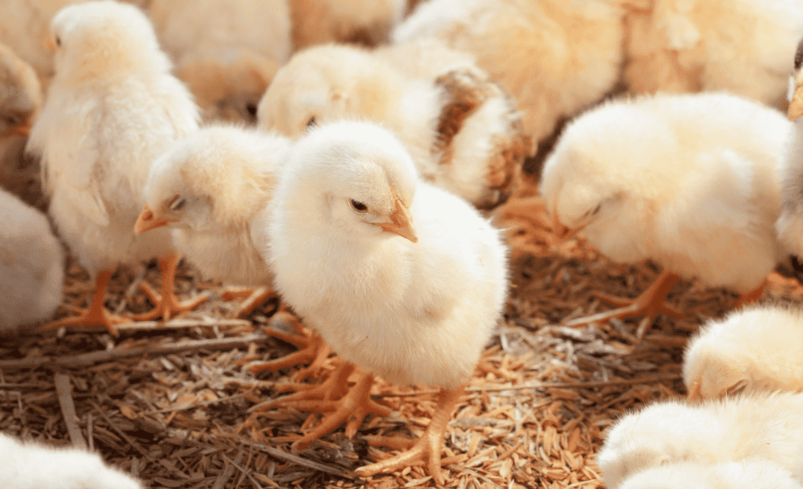 Abertura de mercado no México para material genético avícola do Brasil