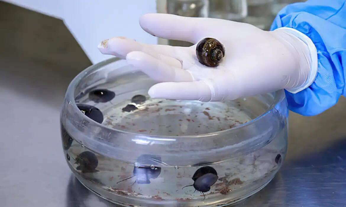 Rio de Janeiro (RJ) 01/07/2024 -Caramujos do gênero Pomacea analisados no Laboratório de Malacologia do IOC Fiocruz. Foto: Josué Damacena/Fiocruz/Divulgação