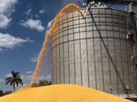 Para a safra 2023/24, é esperado que Mato Grosso produza 89,9 milhões de toneladas de grãos  - Foto por: Assessoria/Sedec