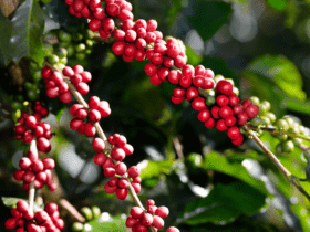 Governo Federal destina R$ 6,8 bilhões para estimular o desenvolvimento da cafeicultura brasileira