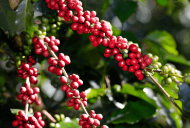 Governo Federal destina R$ 6,8 bilhões para estimular o desenvolvimento da cafeicultura brasileira