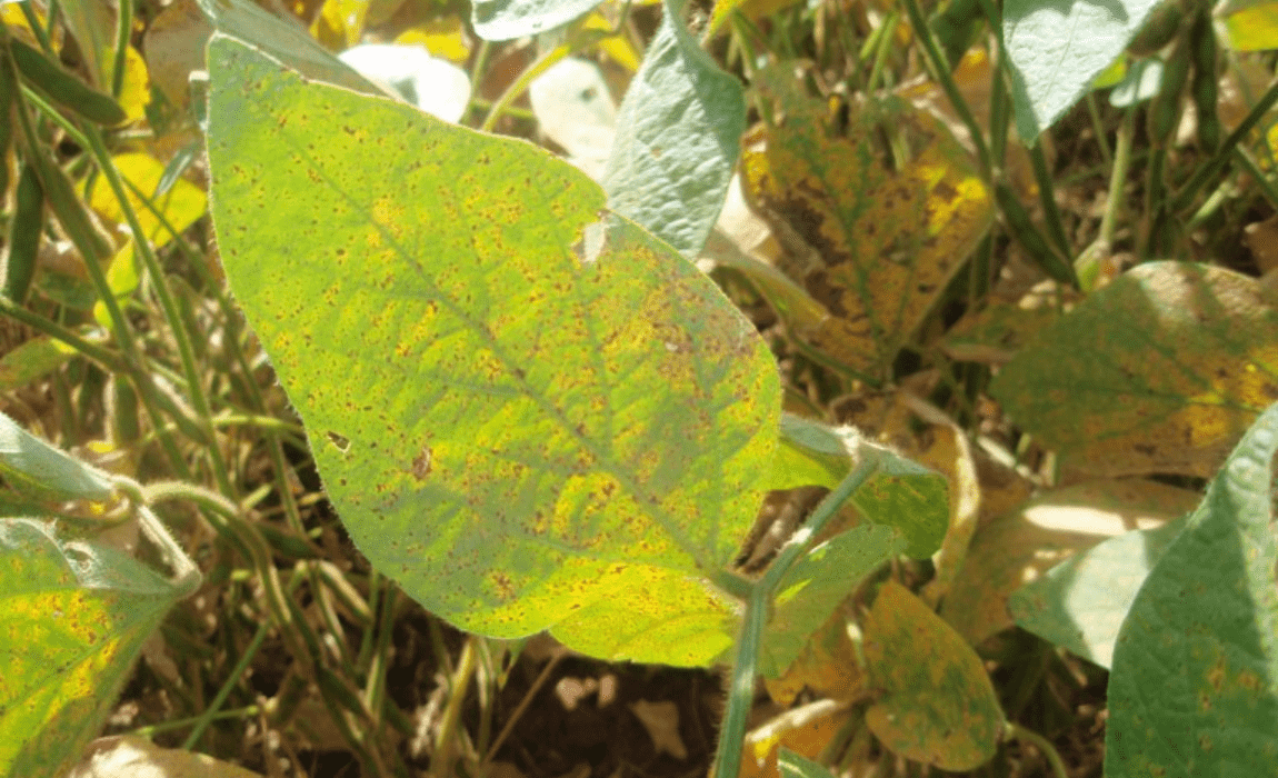 Mapa publica nova Portaria que institui o Programa Nacional de Controle da Ferrugem Asiática da Soja