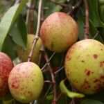 O fruto da mangaba (Hancornia speciosa)  - Foto por: Arquivo/Pesquisador