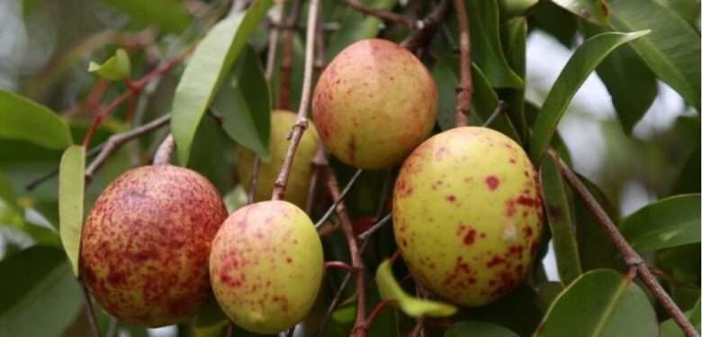 O fruto da mangaba (Hancornia speciosa)  - Foto por: Arquivo/Pesquisador