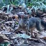 Rio de Janeiro (R) 22. 07. 2024 - Visita surpresa do cachorro-do-mato no Parque Nacional da TijucaFoto: Plínio Júnior/Parque Nacional da Tijuca